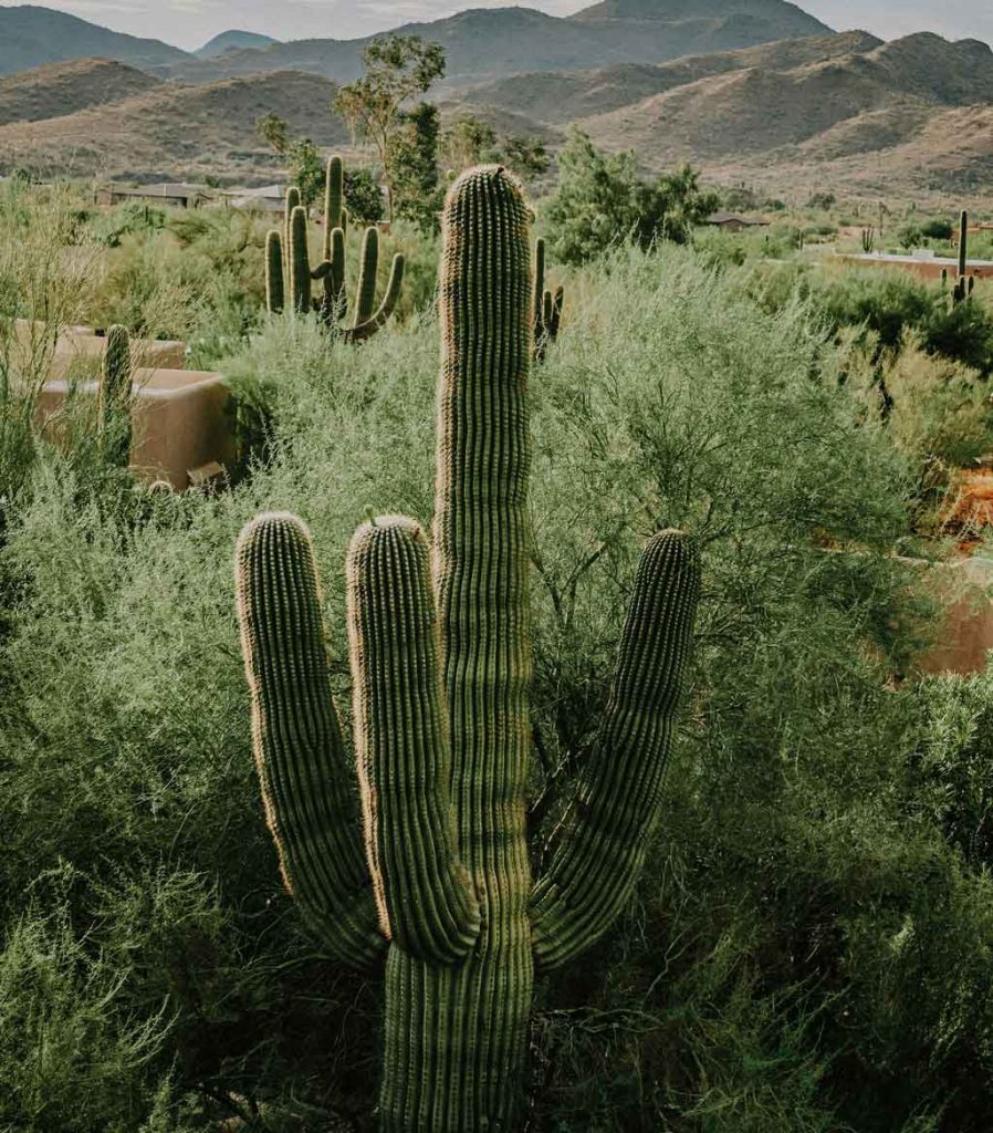 living in the verdes az